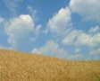 Wheat Against Clouds Time Lapse 02 SD Footage