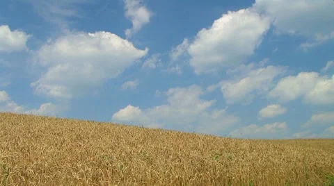 Wheat Against Clouds Time Lapse Video stock 8644254