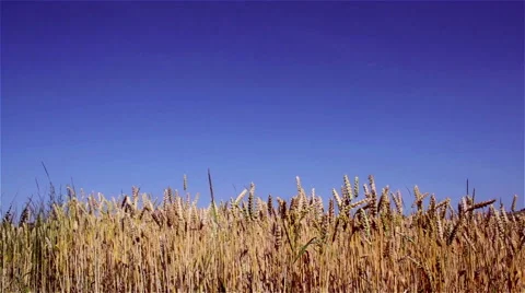 Wheat against the sky Stock Footage 51853453