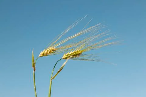 Wheat against the sky Stock-Fotos