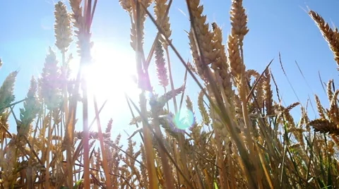 Wheat against summer sun, handheld tracking Stock Footage 53192148