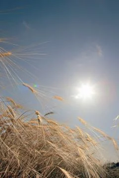 Wheat against the sun Stock Photos