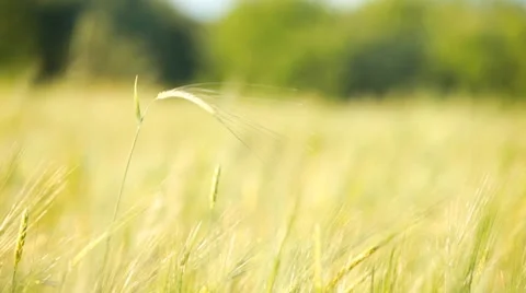 Wheat. Agricultural field. Stock Footage 7910615