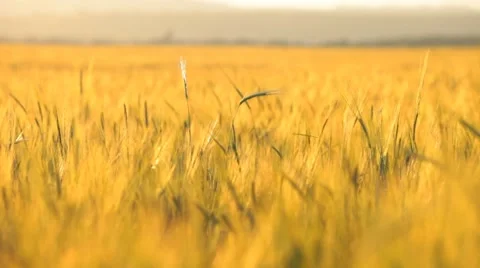 Wheat. Agricultural field. Stock Footage 7920067