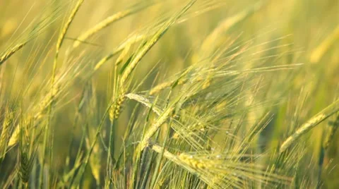 Wheat. Agricultural field. Stock Footage 7920686
