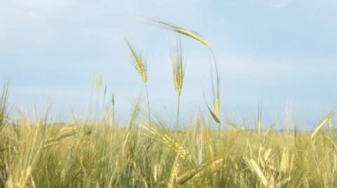 Wheat. Agricultural field. Stock Footage 7927991