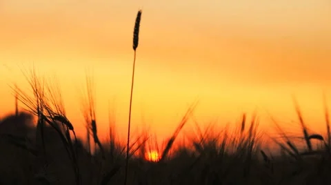 Wheat. Agricultural field. Stock Footage 7929673