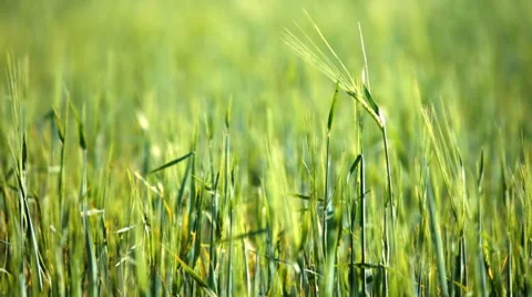 Wheat. Agricultural field. Stock Footage 8547581