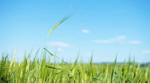 Wheat. Agricultural field. Stock Footage 8547680