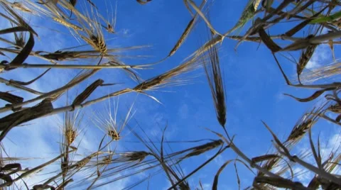 Wheat. Agricultural field. Stock Footage 8547828