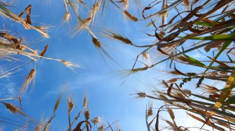 Wheat. Agricultural field. Stock Footage 8547857