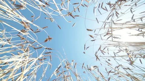 Wheat. Agricultural field. Stock Footage 11095838