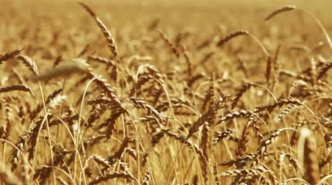 Wheat. Agricultural field. Stock Footage 11095960