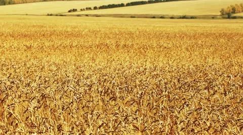 Wheat. Agricultural field. Stock Footage 11096293