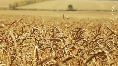Wheat. Agricultural field. Stock Footage 11096298