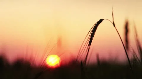 Wheat. Agricultural field. Stock Footage 11234804