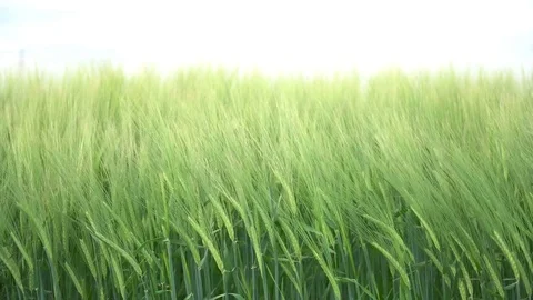 Wheat Agriculture Stock Footage 75618063