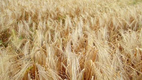 The wheat, almost ripe, is tending to the ground . Maturing yellow ear of whe Stock Photos