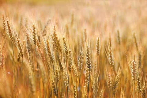 Wheat and barley evening in soft sunset Stock Photos