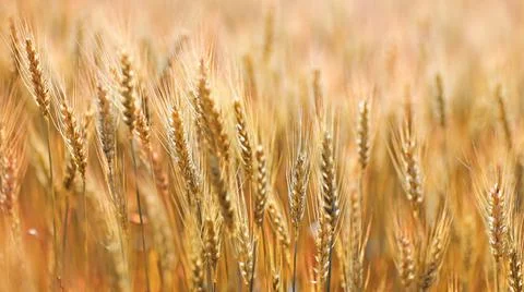 Wheat and barley evening in soft sunset Stock Photos
