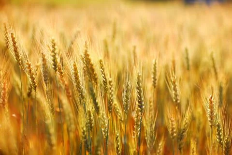 Wheat and barley evening in soft sunset Stock Photos
