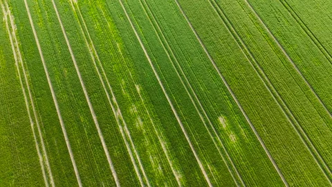 Wheat and barley field poor vegetation with patchy green zones and dry soil Vidéo 337879376