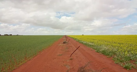 Wheat and canola fields split by red dirt road and fence line Stock Footage 115282327