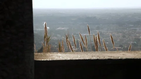 Wheat and the city Stock Footage 123077165