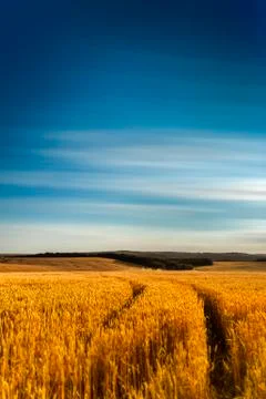 Wheat and clouds Foto stock