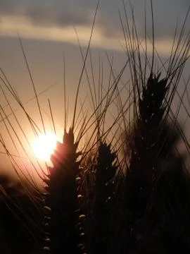 Wheat and cloudy sky at sunset Stock Photos