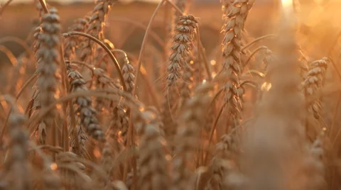 Wheat and corn In Field Stock Footage 65263358