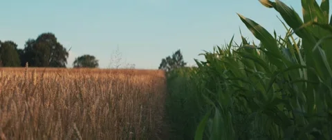 Wheat and corn field. Symmetrical landscape, summer harvest farming crop footage Stock-Footage 287203713