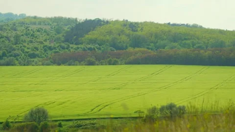 Wheat and corn field top view, harvest field. Growing seed panorama. background Stock Footage 264952991