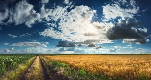 Wheat and corn fields before harvest Stock Photos