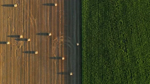Wheat and corn fields in Normandy, aerial drone top down view at sunset Stock Footage 207971288