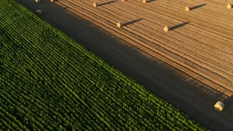 Wheat and corn fields in Normandy, aerial drone view at sunset Stock Footage 207971381