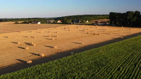 Wheat and corn fields in Normandy, aerial drone view at sunset Stock Footage 207971443