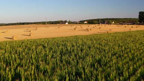 Wheat and corn fields in Normandy, aerial drone view at sunset Stock Footage 207971455