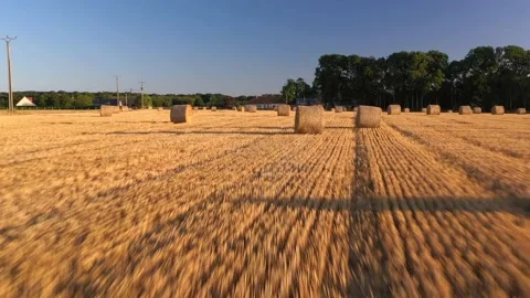 Wheat and corn fields in Normandy, aerial drone view at sunset Stock Footage 207971539