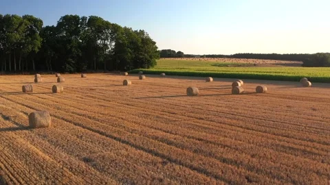 Wheat and corn fields in Normandy, aerial drone view at sunset Stock Footage 207971541