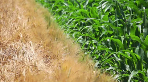 Wheat and corn fields one next to other Stock Footage 35941098