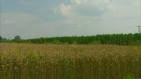Wheat and corn fields under big sky Stock Footage 88037312