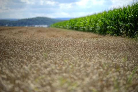 Wheat and corn Stock Photos