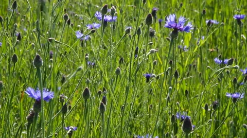Wheat and cornflowers. Stockbeeldmateriaal 40728043