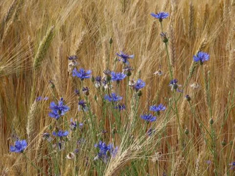 Wheat and cornflowers Stock Photos