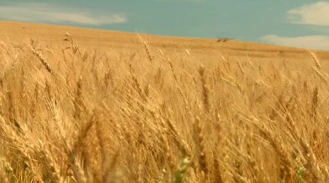 Wheat and dragonfly Stock Footage 851200