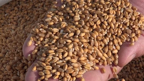 Wheat and Farmer's Hands in a close up shot Stock Footage 239706571