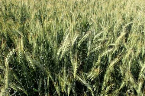 Wheat and flour Foto stock