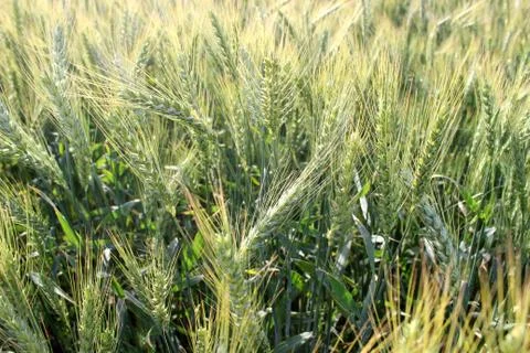 Wheat and flour Stock-Fotos