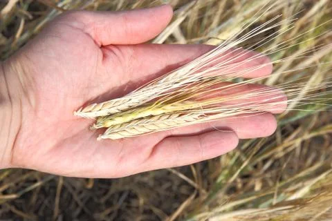 Wheat and hands Foto stock